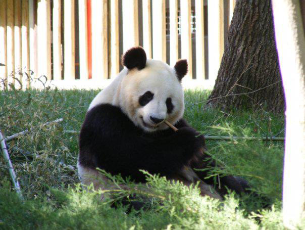 Panda. Zoológico de Madrid, 2009.
OBS: O panda não é um urso, mas mereceu estar neste projeto.