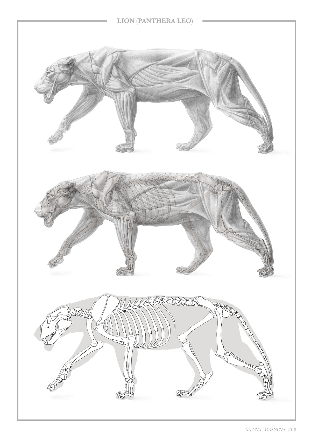 lion ILLUSTRATION  scientific illustration Muscular system skeletal system locomotor system Pencil drawing Panthera leo