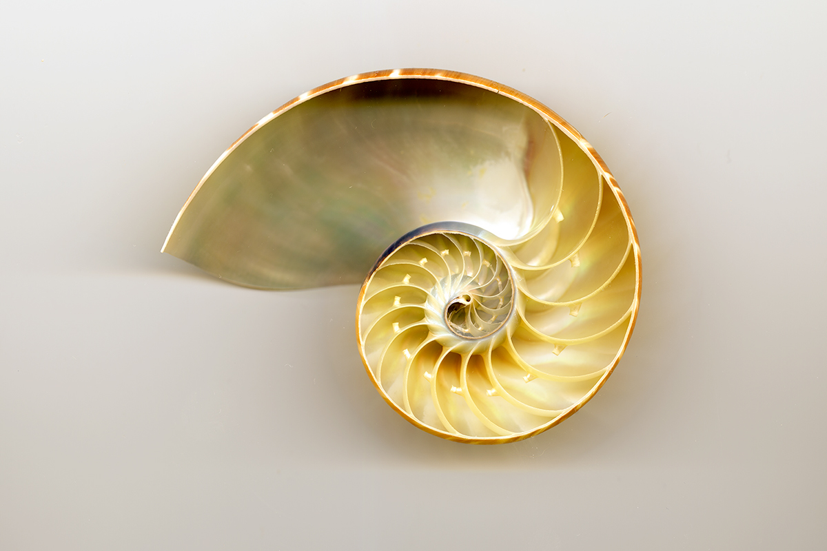 conformal transformational abstract Transformation nautilus shell picture window