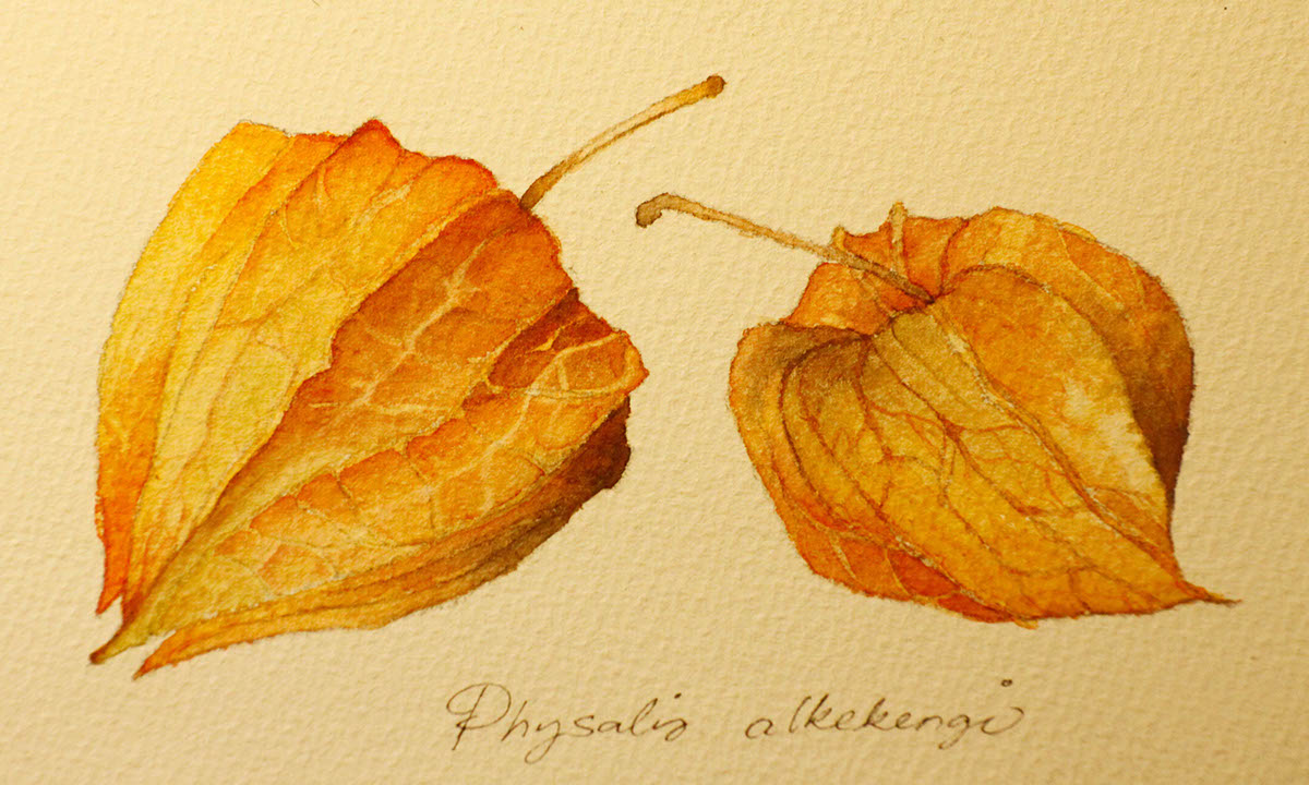 sketches watercolor autumn leaves