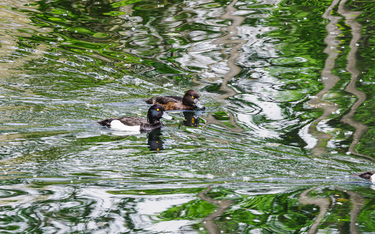 bird duck water birds Diving Ducks Enten migratory birds tauchenten vogel Zugvögel