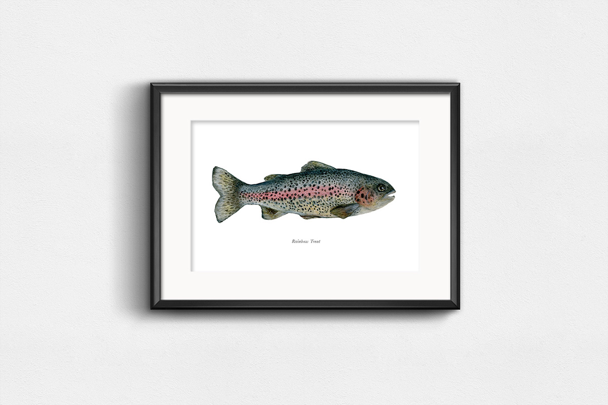 Adobe Portfolio painting   watercolor ILLUSTRATION  art Drawing  fish fishing trout rainbow trout