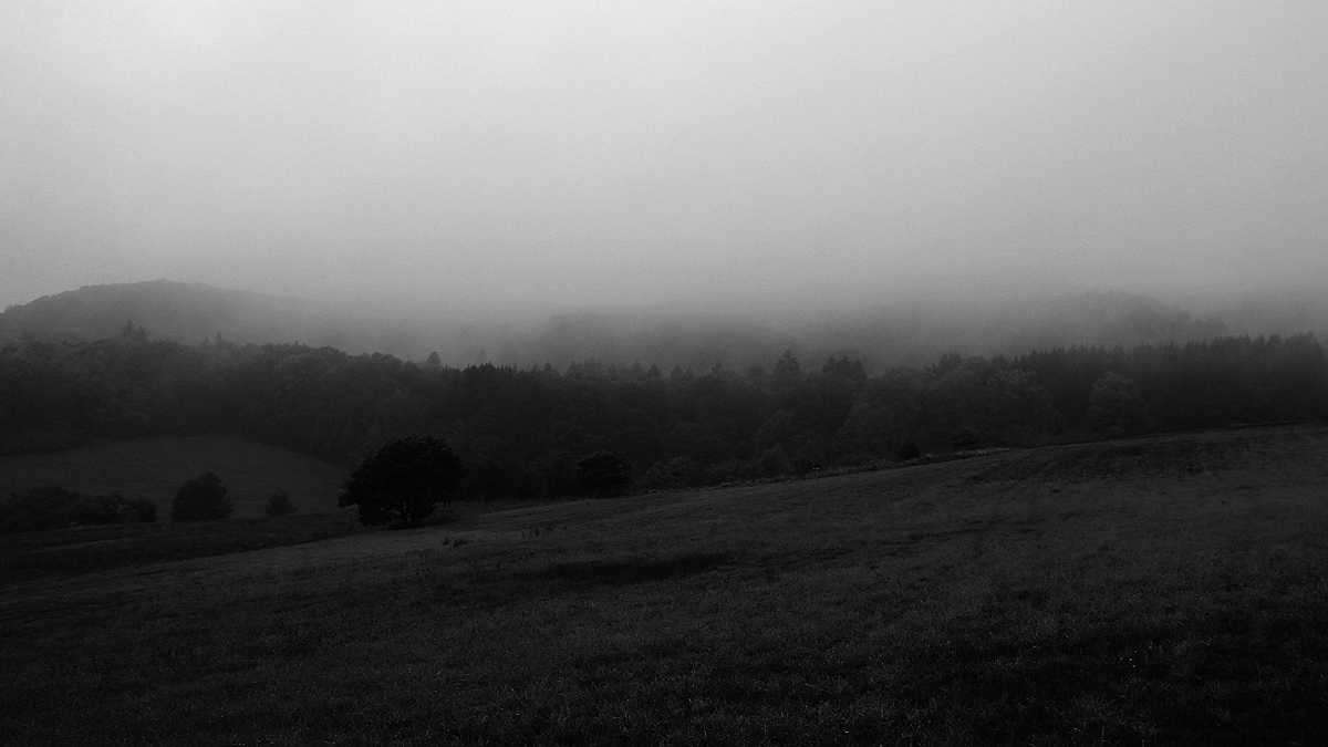 darkness fog nebel MORNING Nature black & white