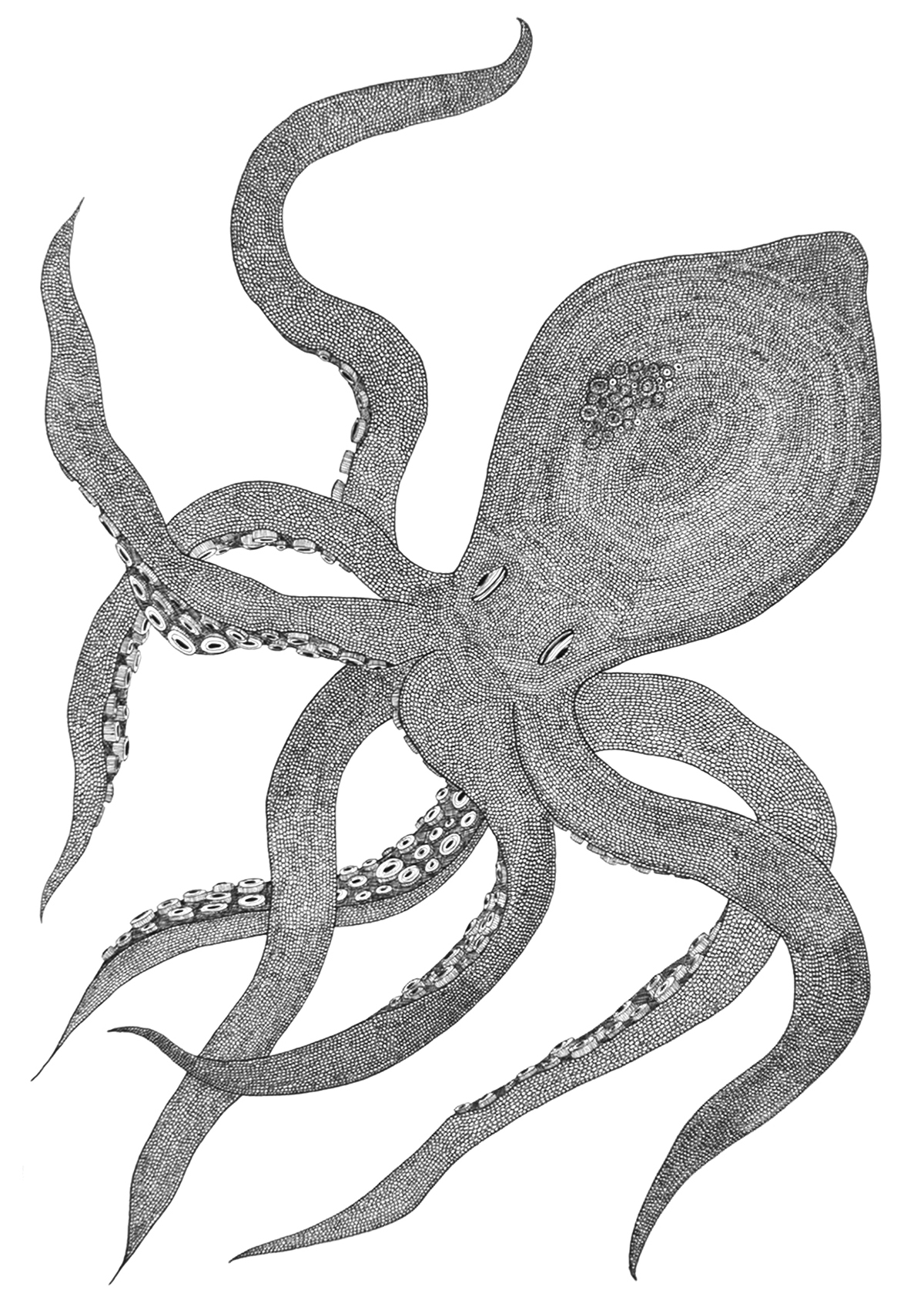 sea  creatures illustrations drawings octopus Squid