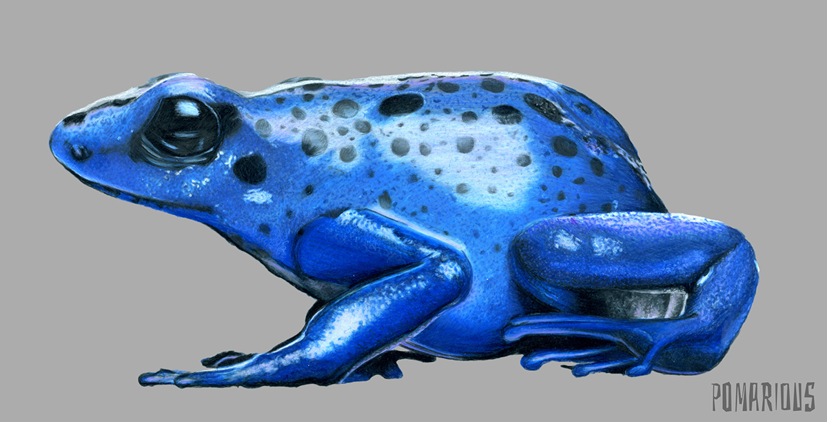 frog blue poison dart Tropical RA AZUL