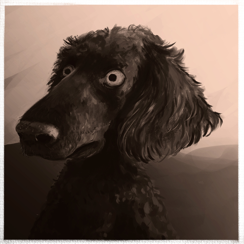 Poodle ILLUSTRATION  dog Pet cartoon Drawing  painting   digital painting sepia Illustrator