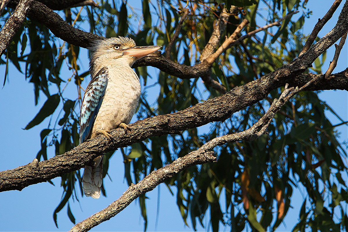 aussie australian birds bird birdlife Icon kookaburra Northern Queensland tropics
