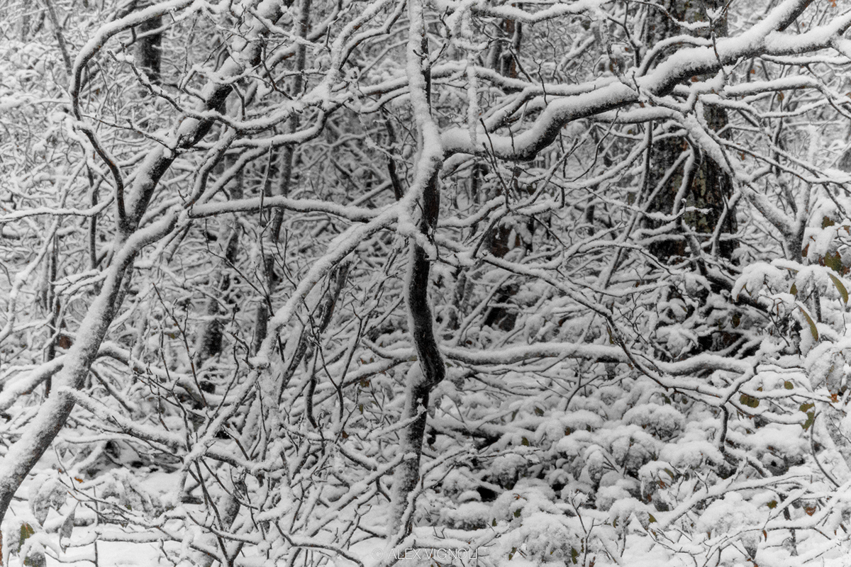 Adobe Portfolio winter spring snow White black & white rural country NY Hamptons cold blissard