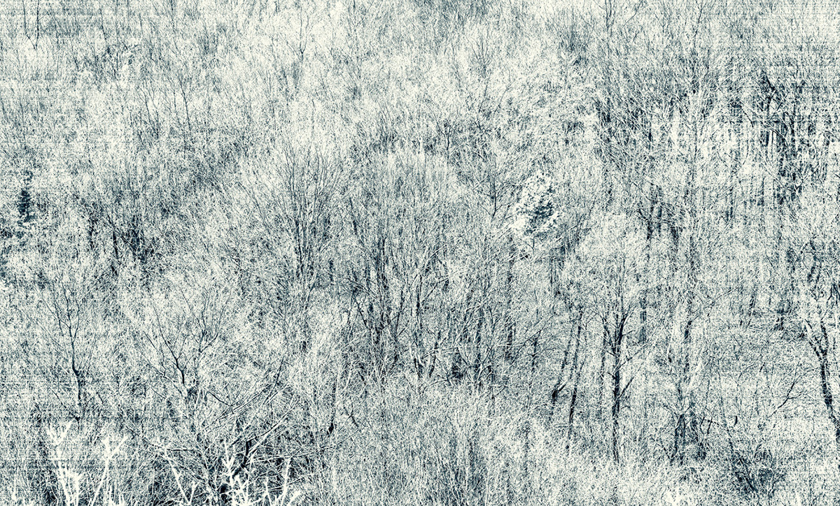 winter cold Black&white Landscape