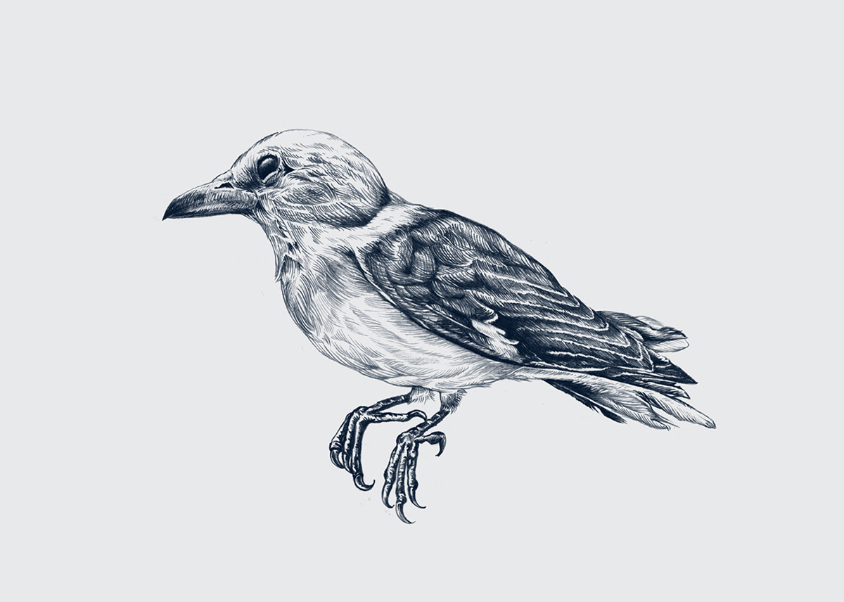 Drawing  animal Cat bird study detailed Expression eagle LAMA Adobe Portfolio