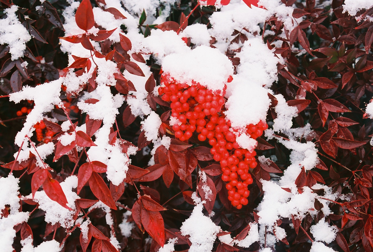 snow red