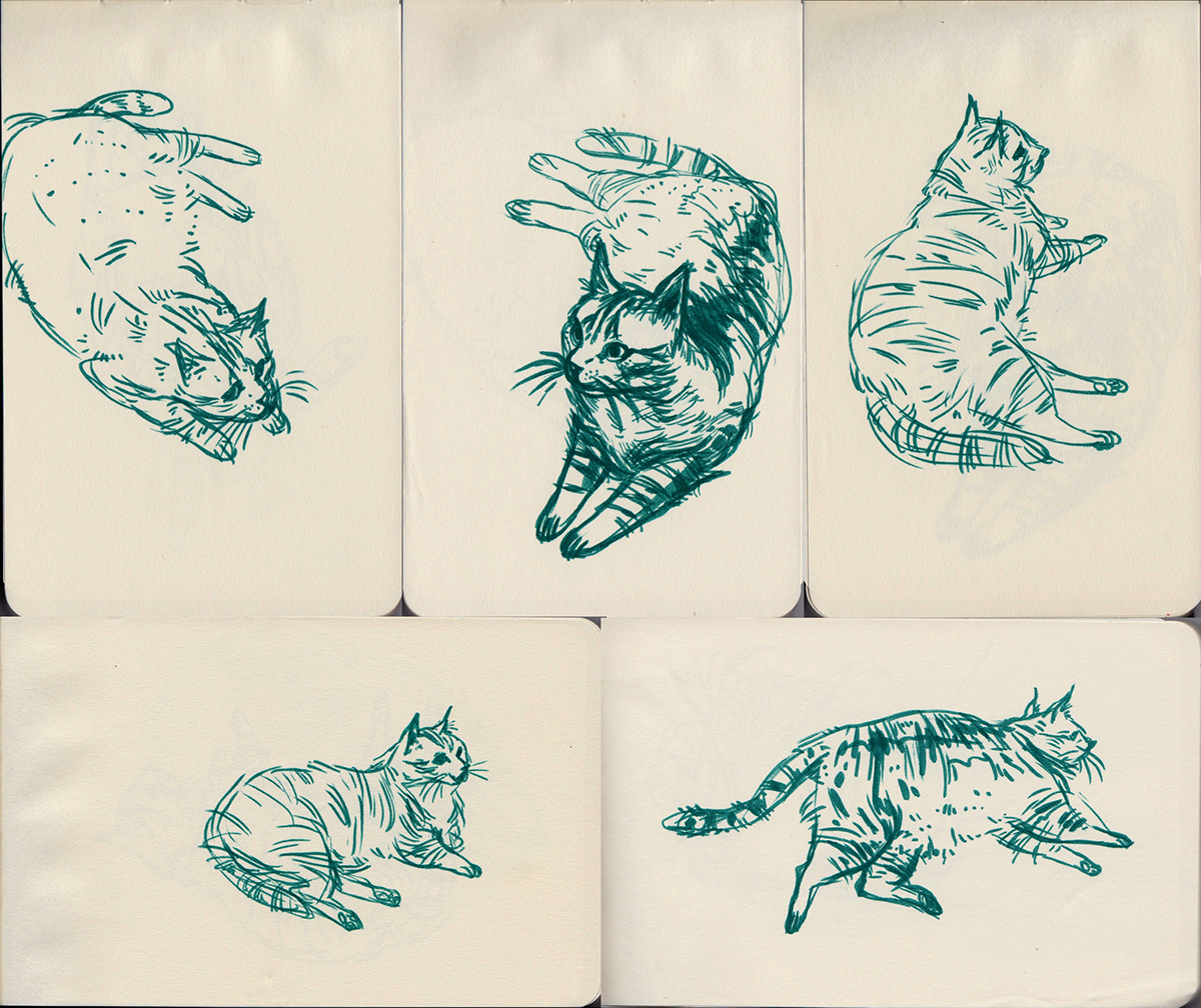 Cat skottish fold moleskine sketch