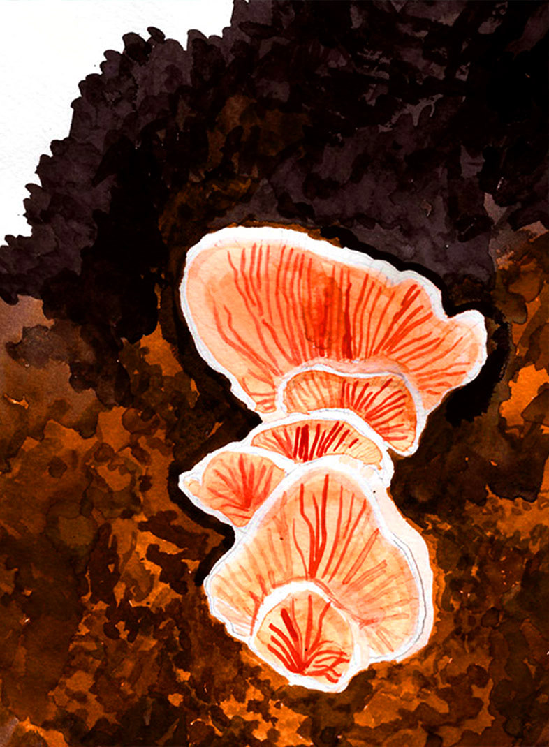 ilustracion acuarela watercolor garden Flowers funghi Mushrooms Nature forest