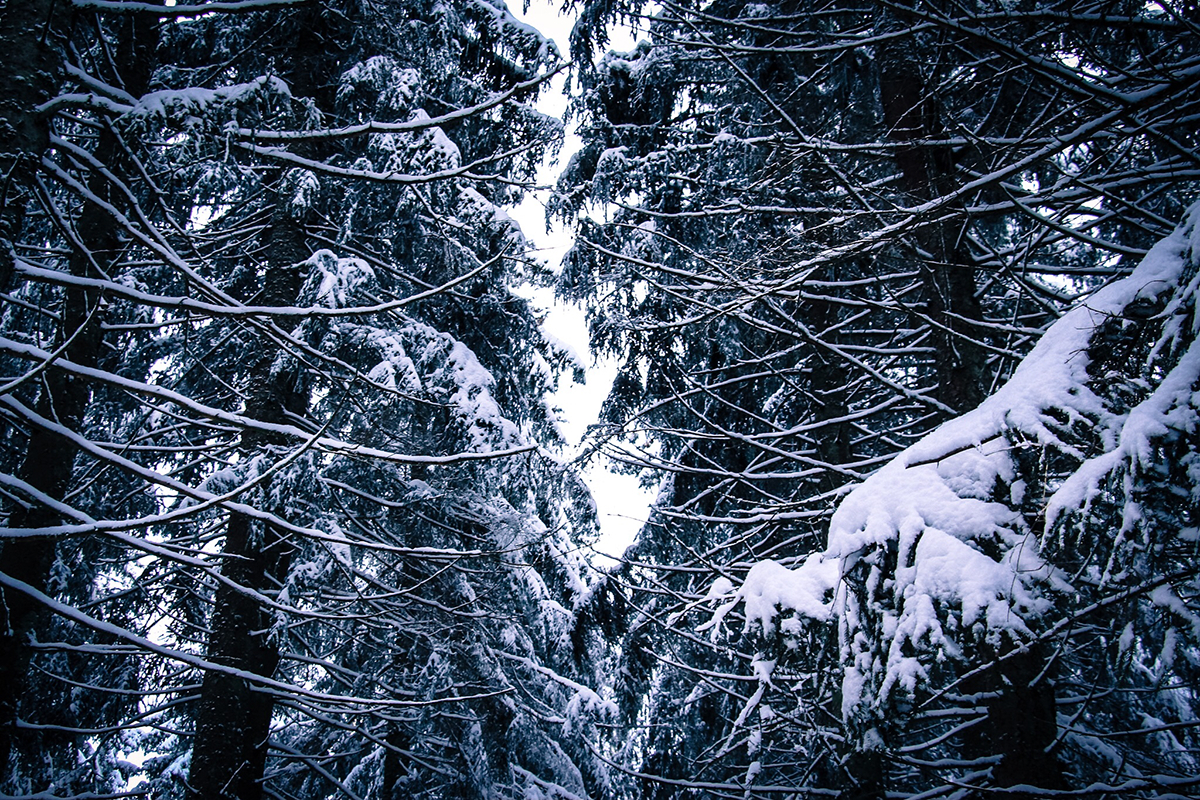 Nature snow Blackforest