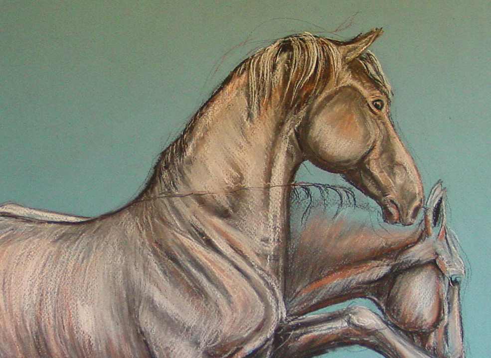 horse study stallion equine