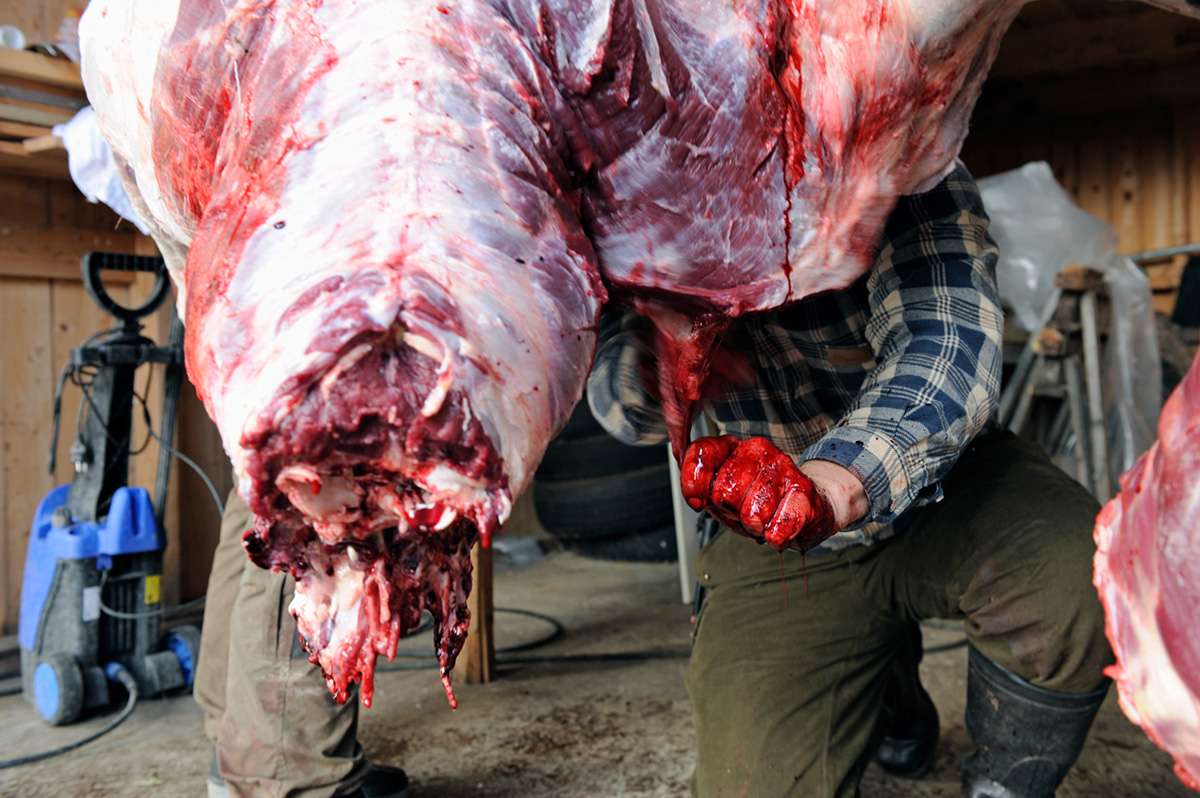 Hunting animals Sweden men meat moose rifle