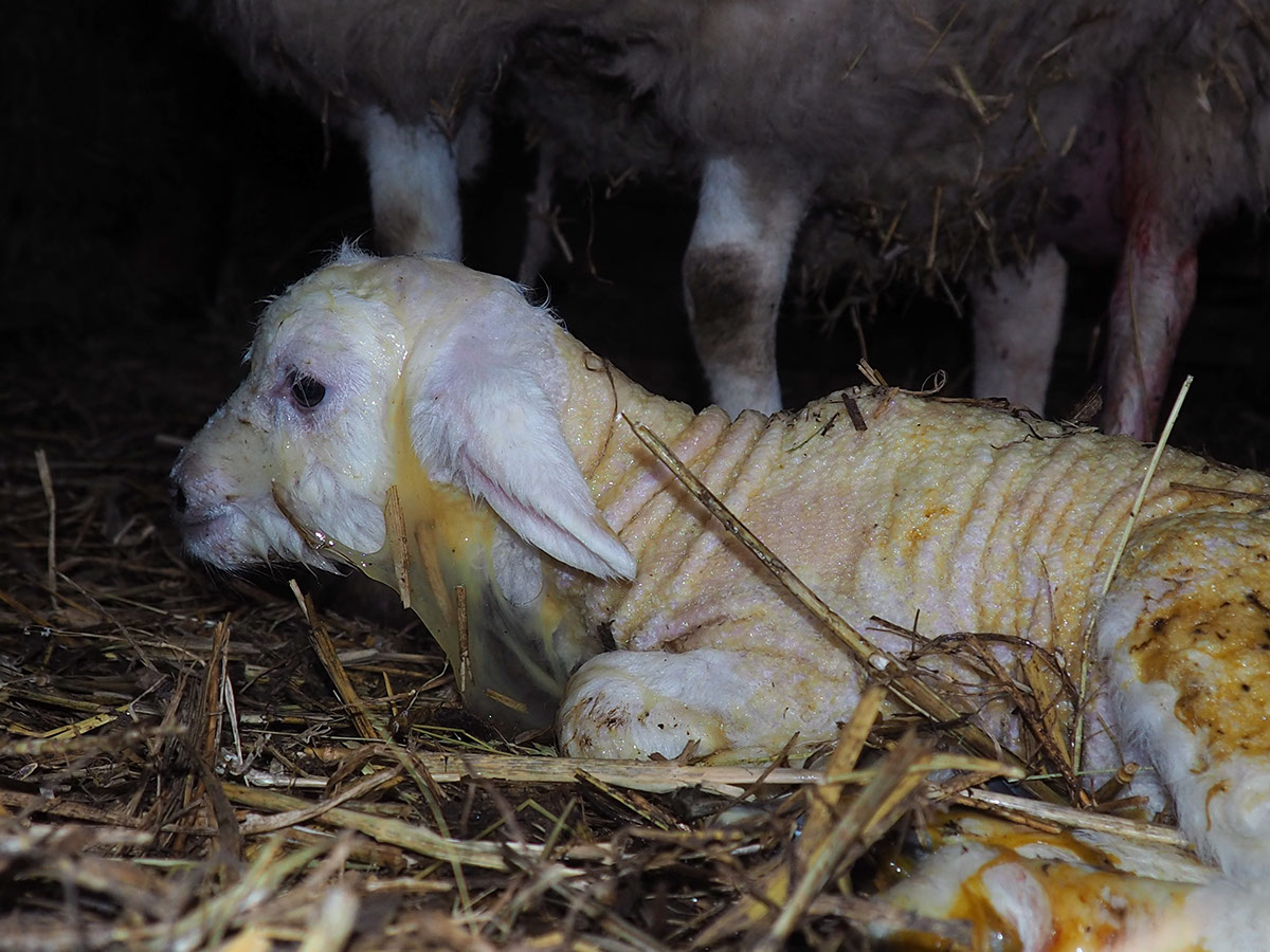 sheep lamb photo newborn barn farm
