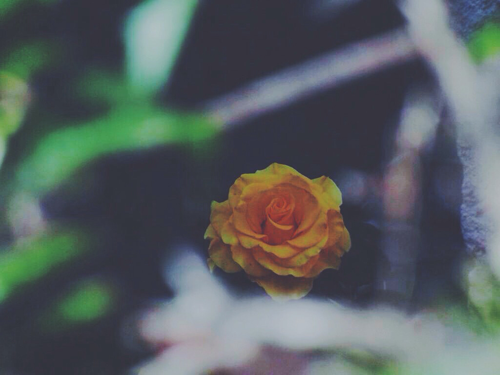 flor amarillo primavera nostalgia Fotografia