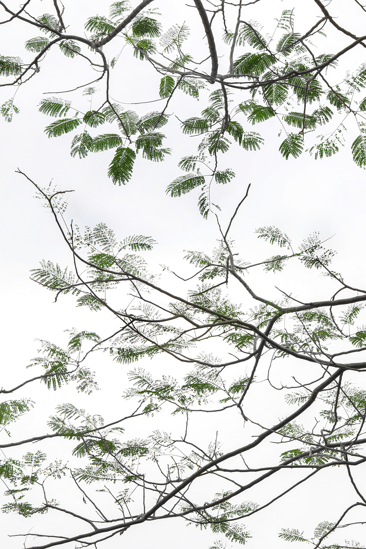 Tree  pattern Nature High Key leaves translucent branches Fine Arts  nature graphics tree flowers