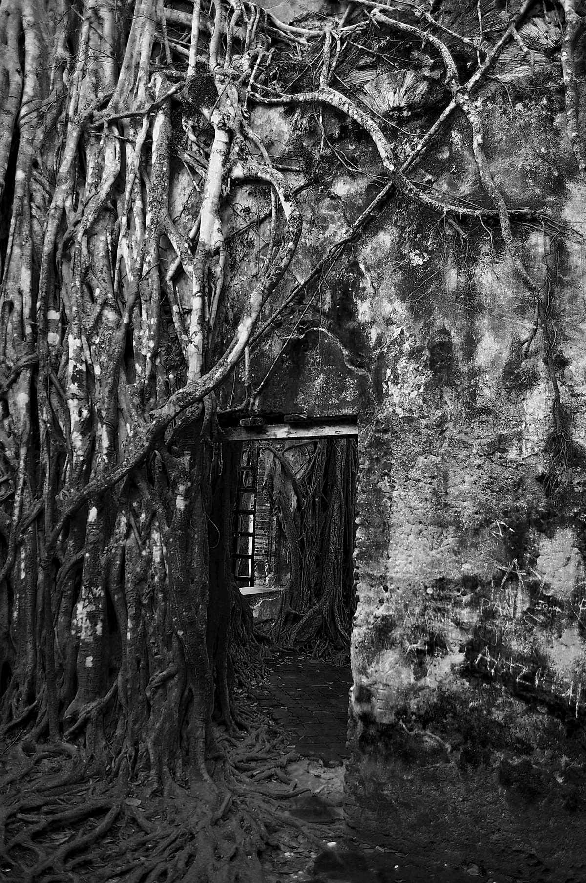 Antigua veracruz cortez house Tree  arbol casa