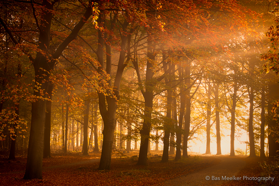 Nature Landscape woods autumn Fall Netherlands