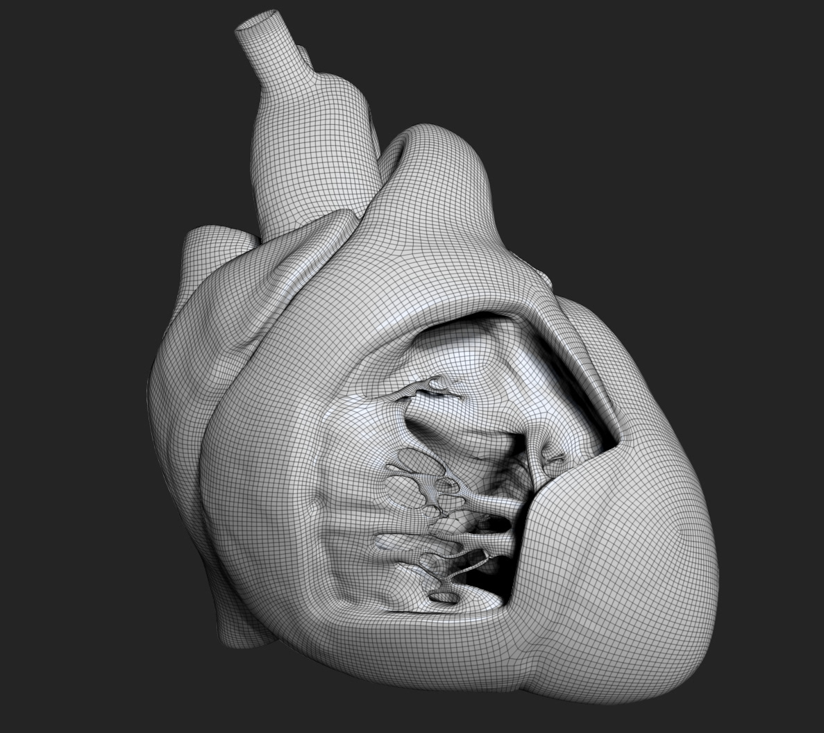 Zbrush heart dissection
