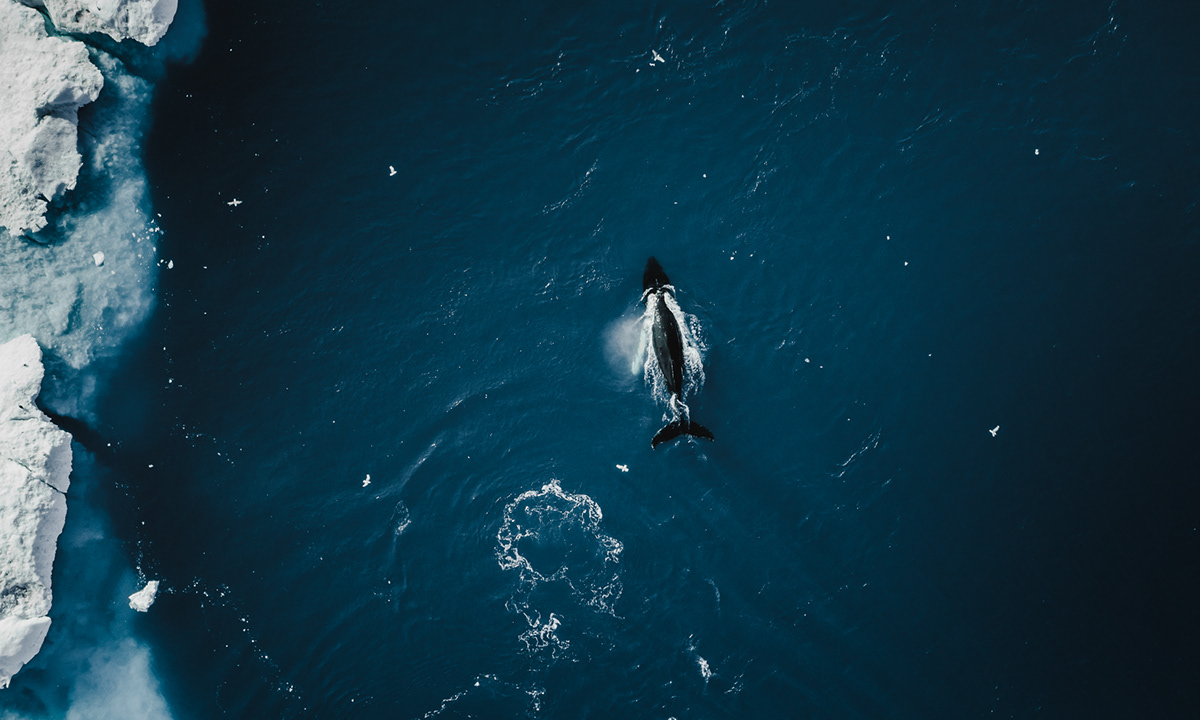 Aerial animal Arctic drone Greenland Humpback whale icefjord Ilulissat Photography  wildlife