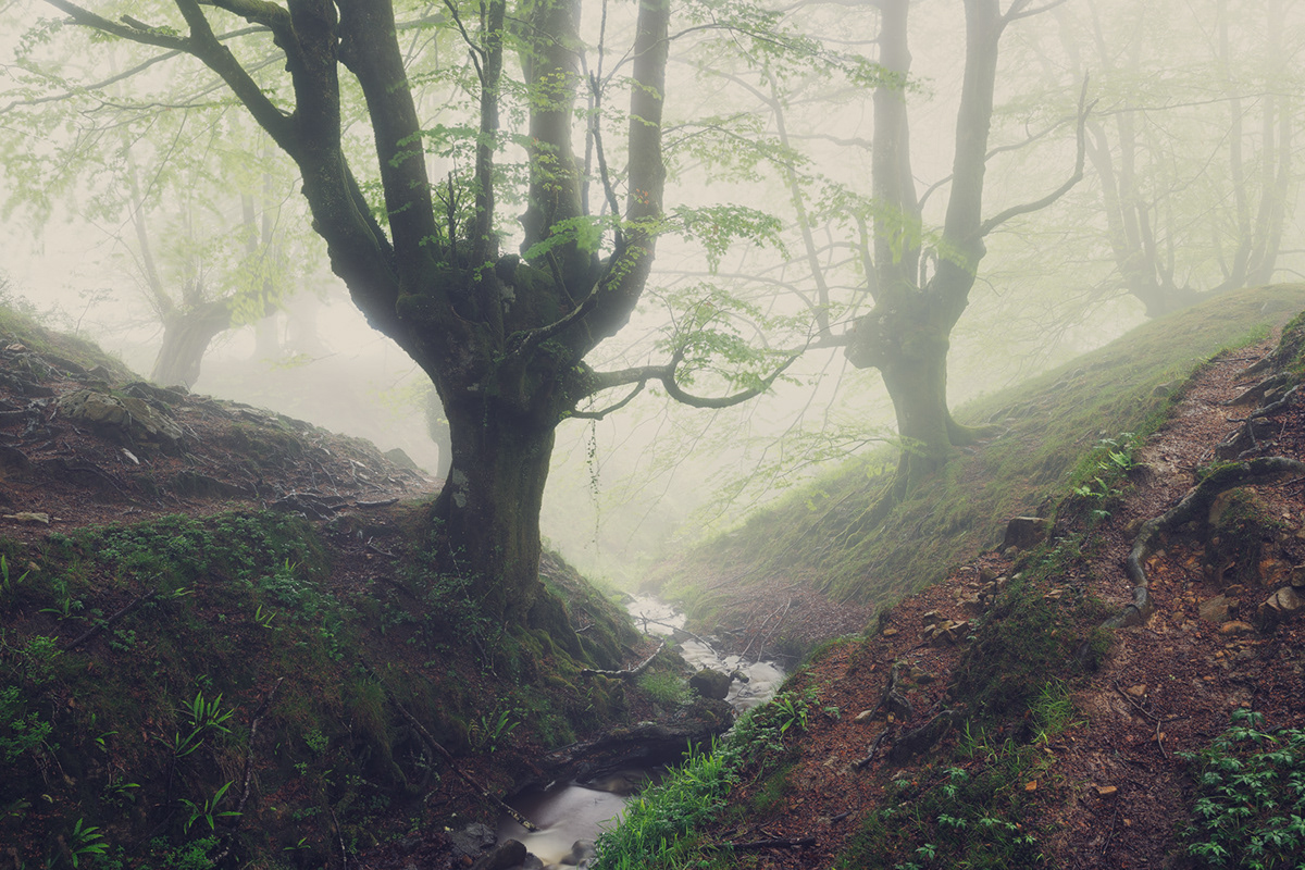 Landscape Nature Treescape forest mist seelenwald anderswelt Beech fog mountains