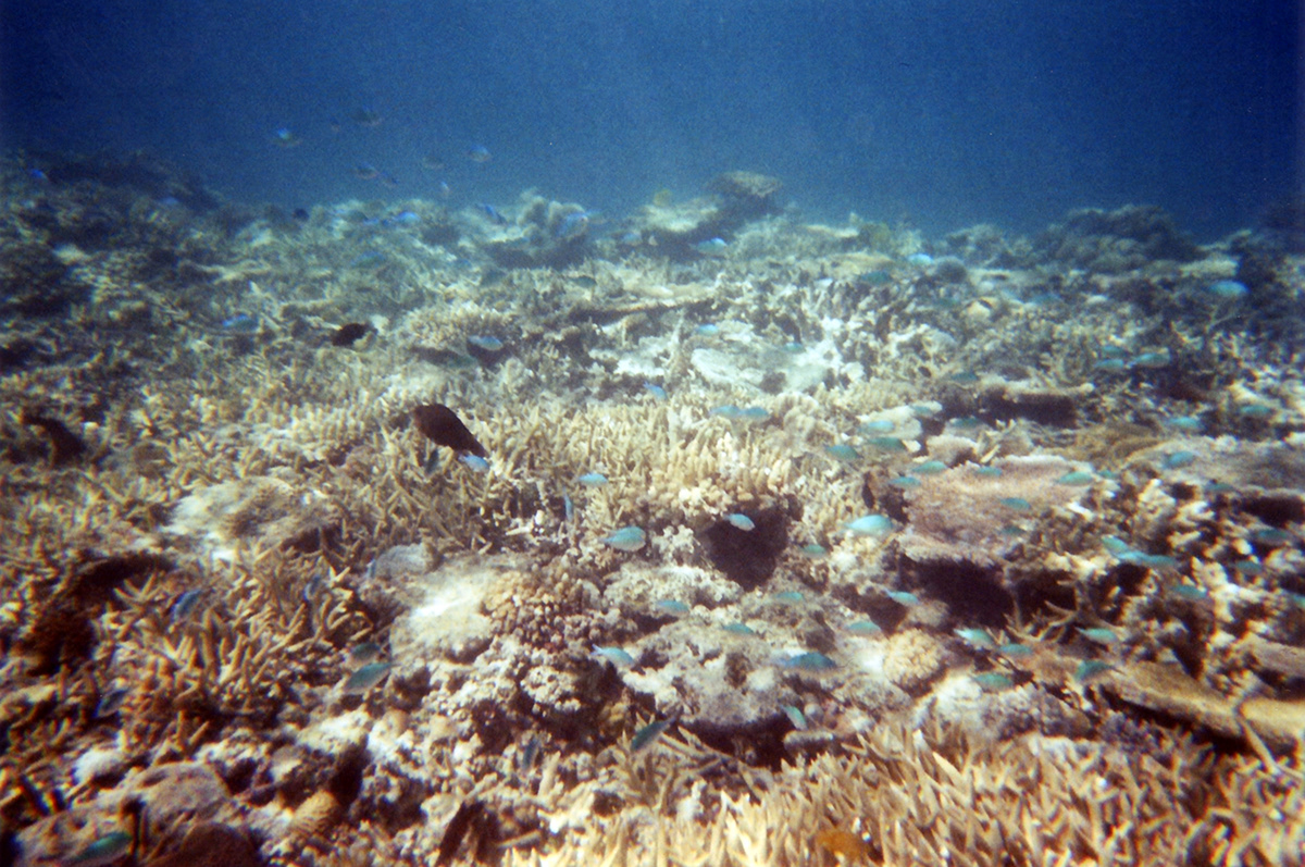 underwater one way reef