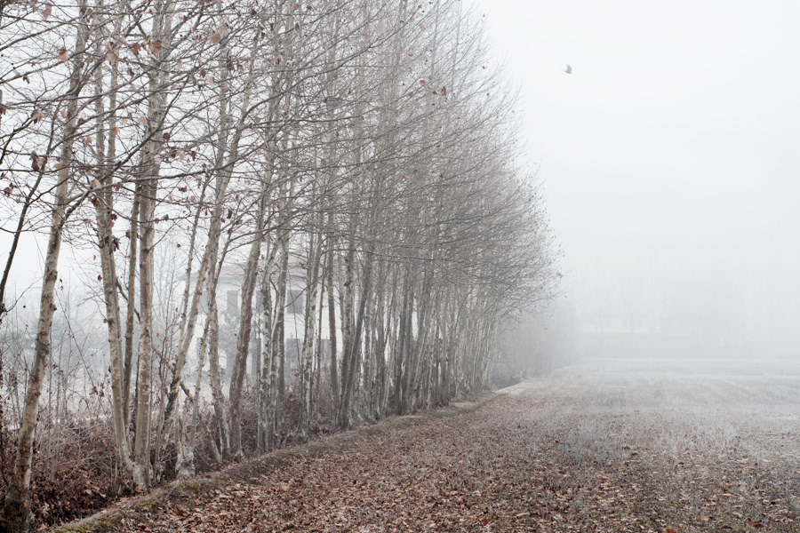 Venice  italy Landscape reportage fog winter Sadness cold italia venezia
