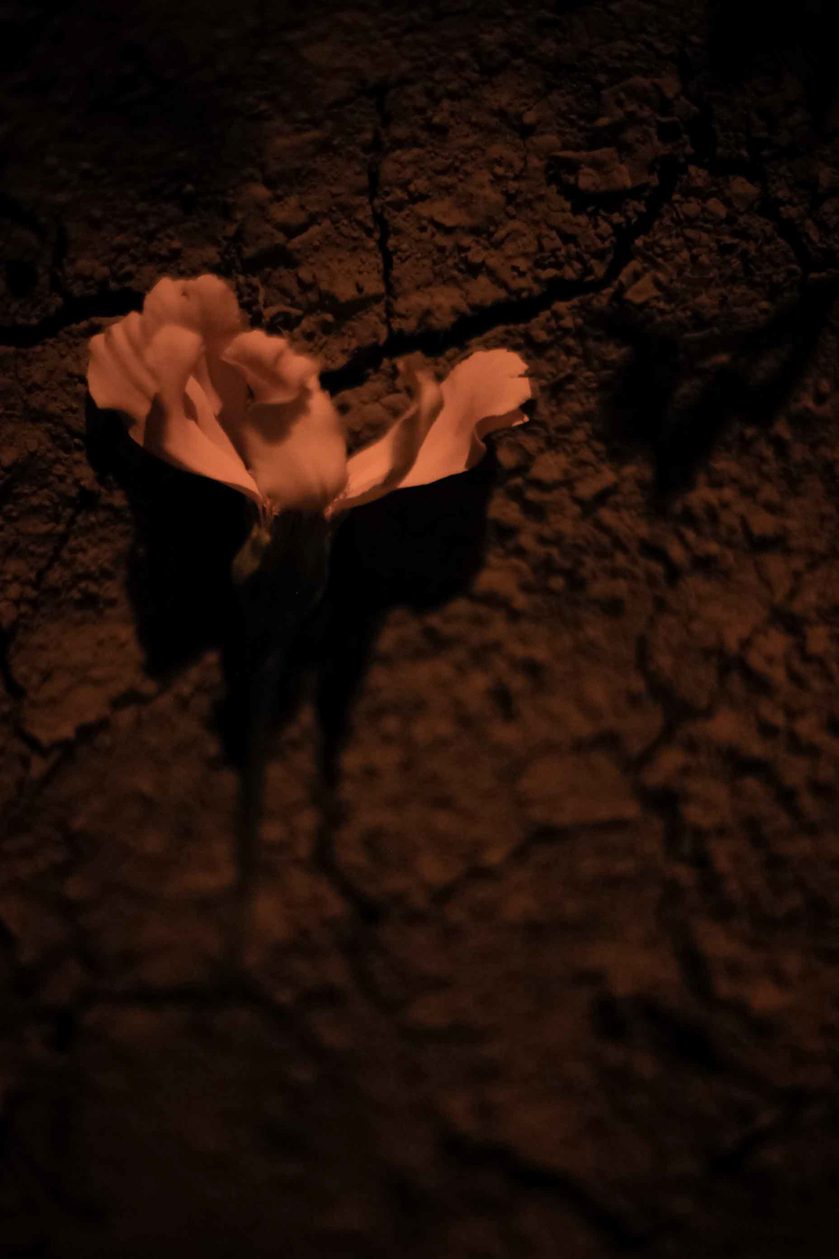 cempasuchil flor flor de muertos flower death flower