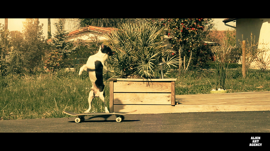 alien art agency boston terrier skateboard dogboarding dexter skateboarding vfx after effects movie skate dog green screen