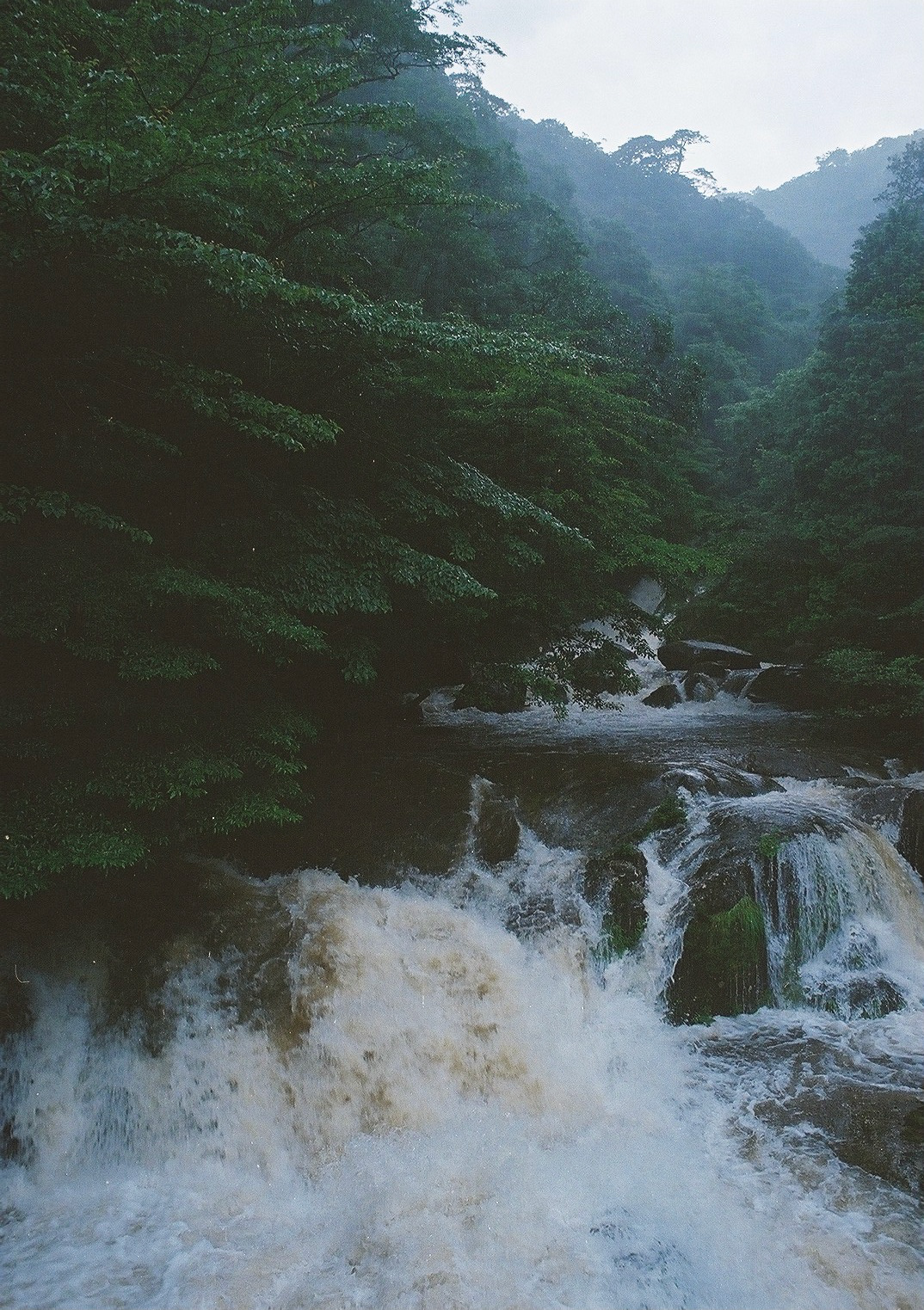 Photography  35mm 35mm film analog photography film photography forest japan Nature photo Yakushima