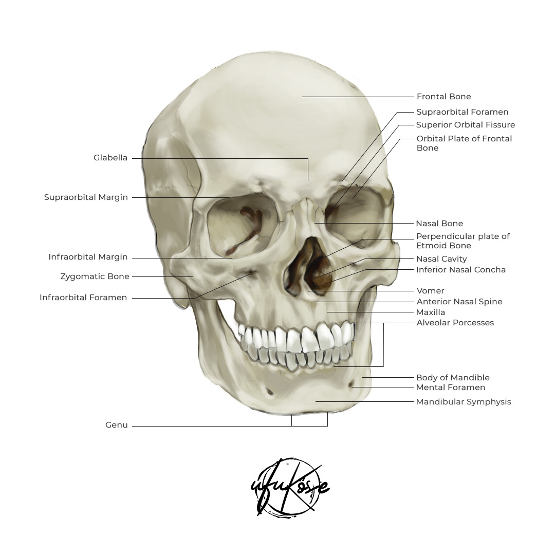 ILLUSTRATION  medical illustration digitalpainting digitalart anatomy