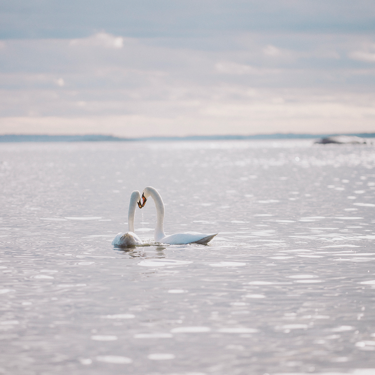 swan mating sea water bird spring finland helsinki Presetr