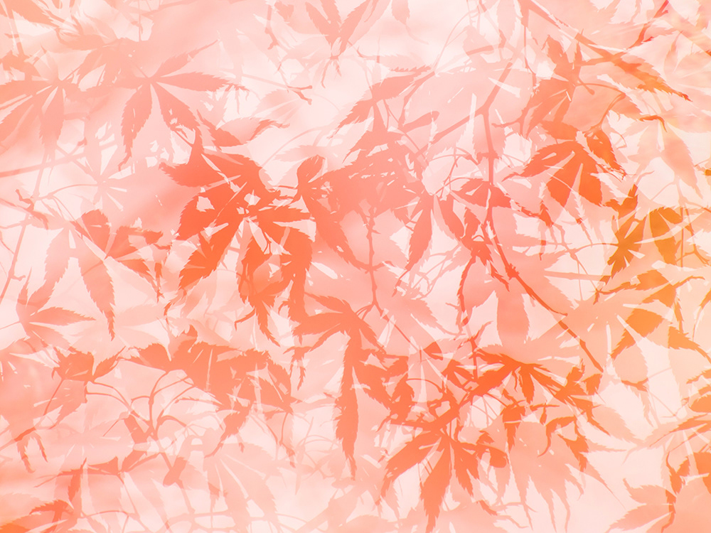 koyo japanese acer japanese maple leaves autumn colour hue Tree  abstract