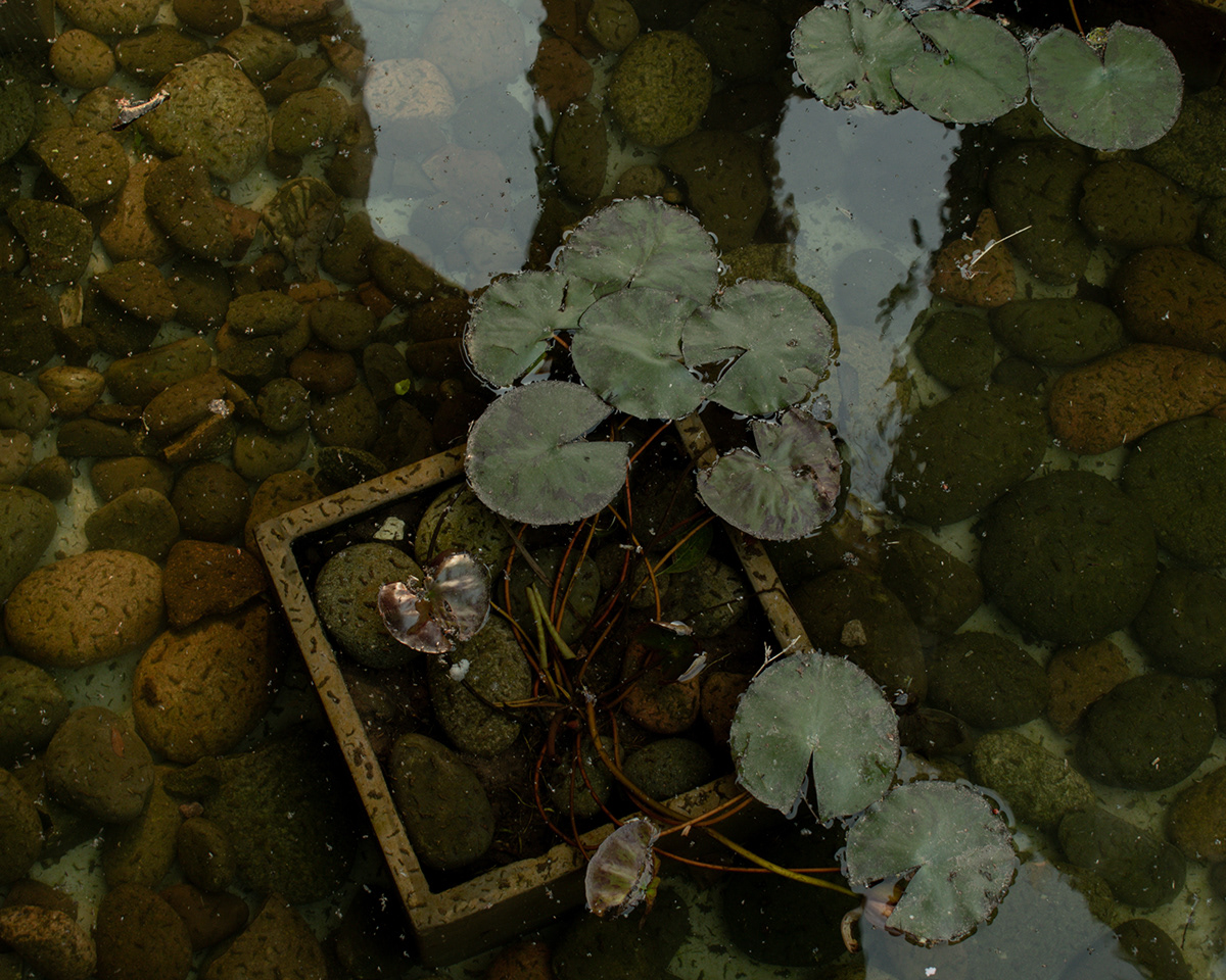 water Nature Photography  Sun plants Turtle animals details Flowers Botanical garden