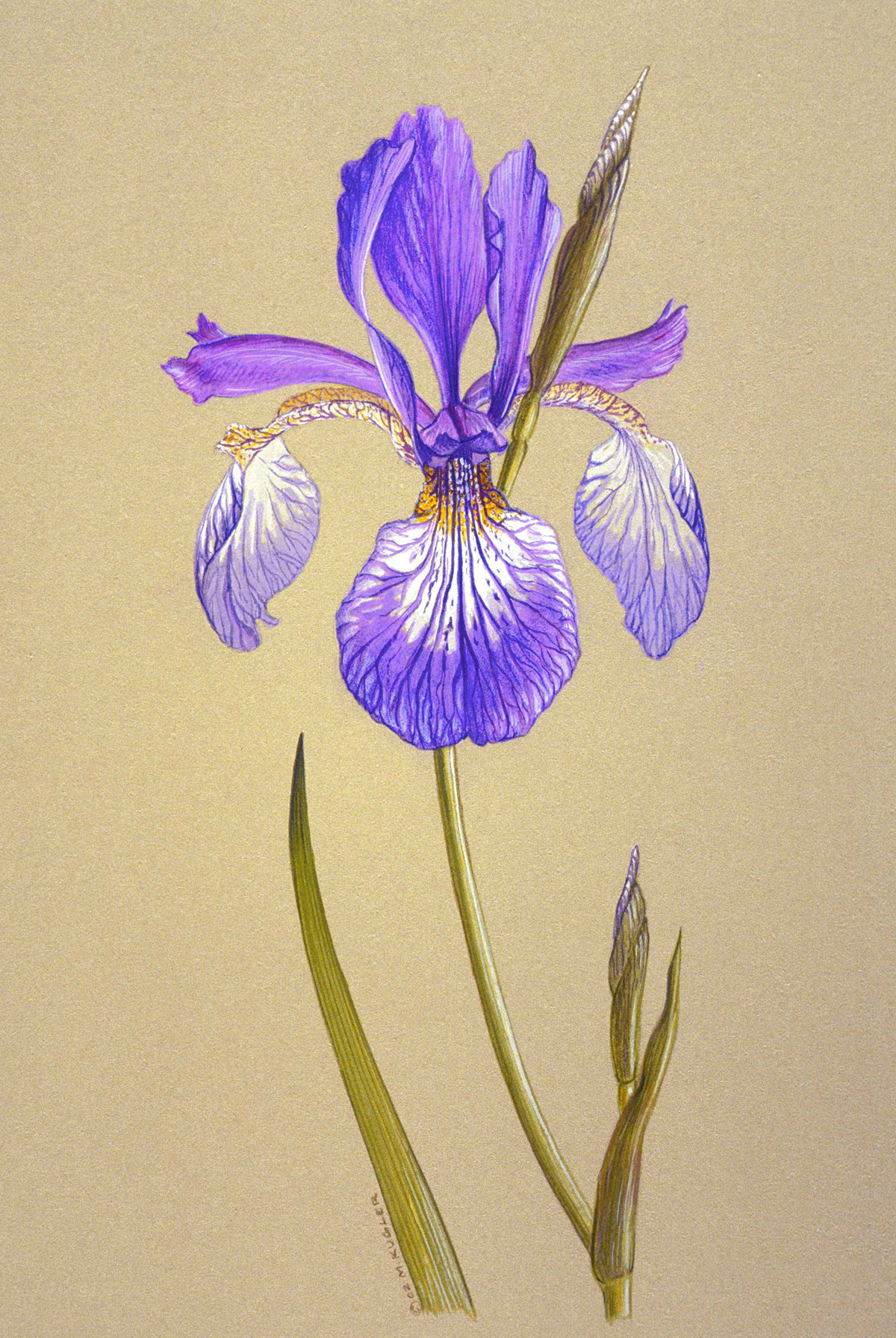 Adobe Portfolio botanical flower Plant natural world scientific illustration