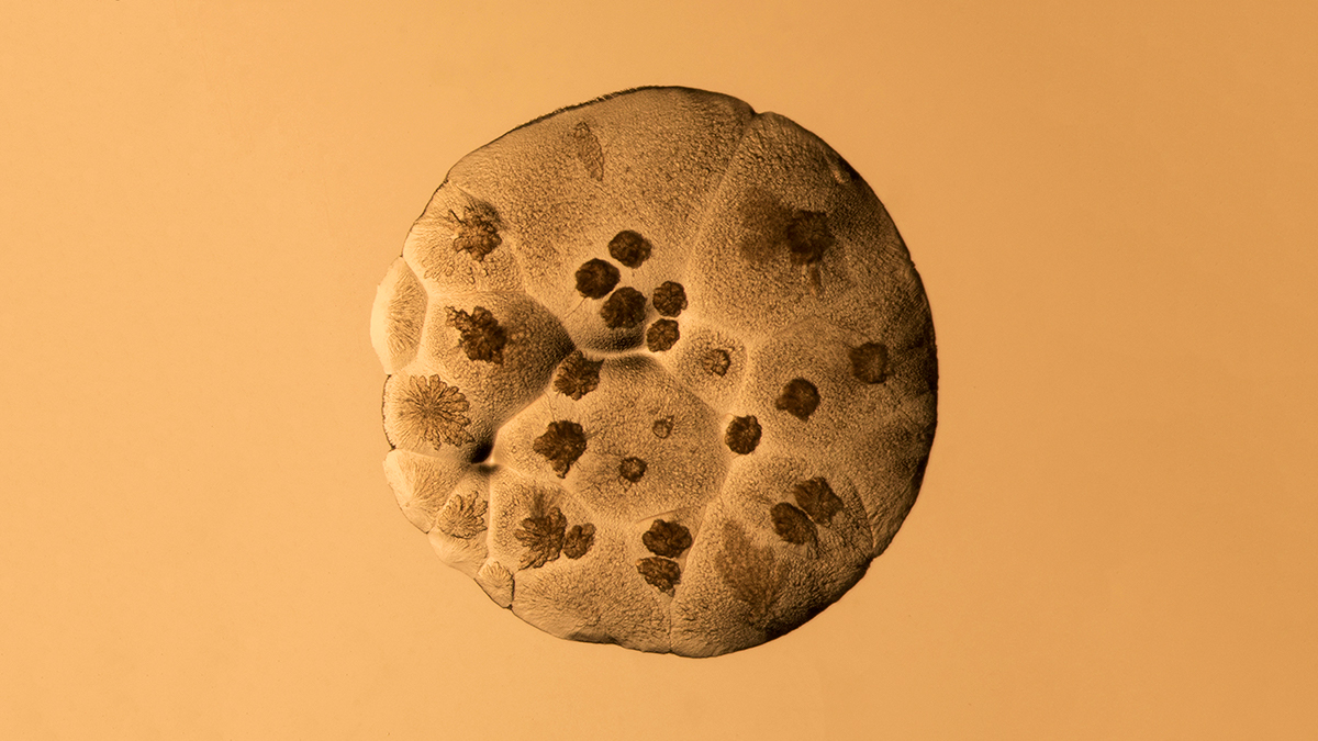 fine art microscope microphotography crystal alum