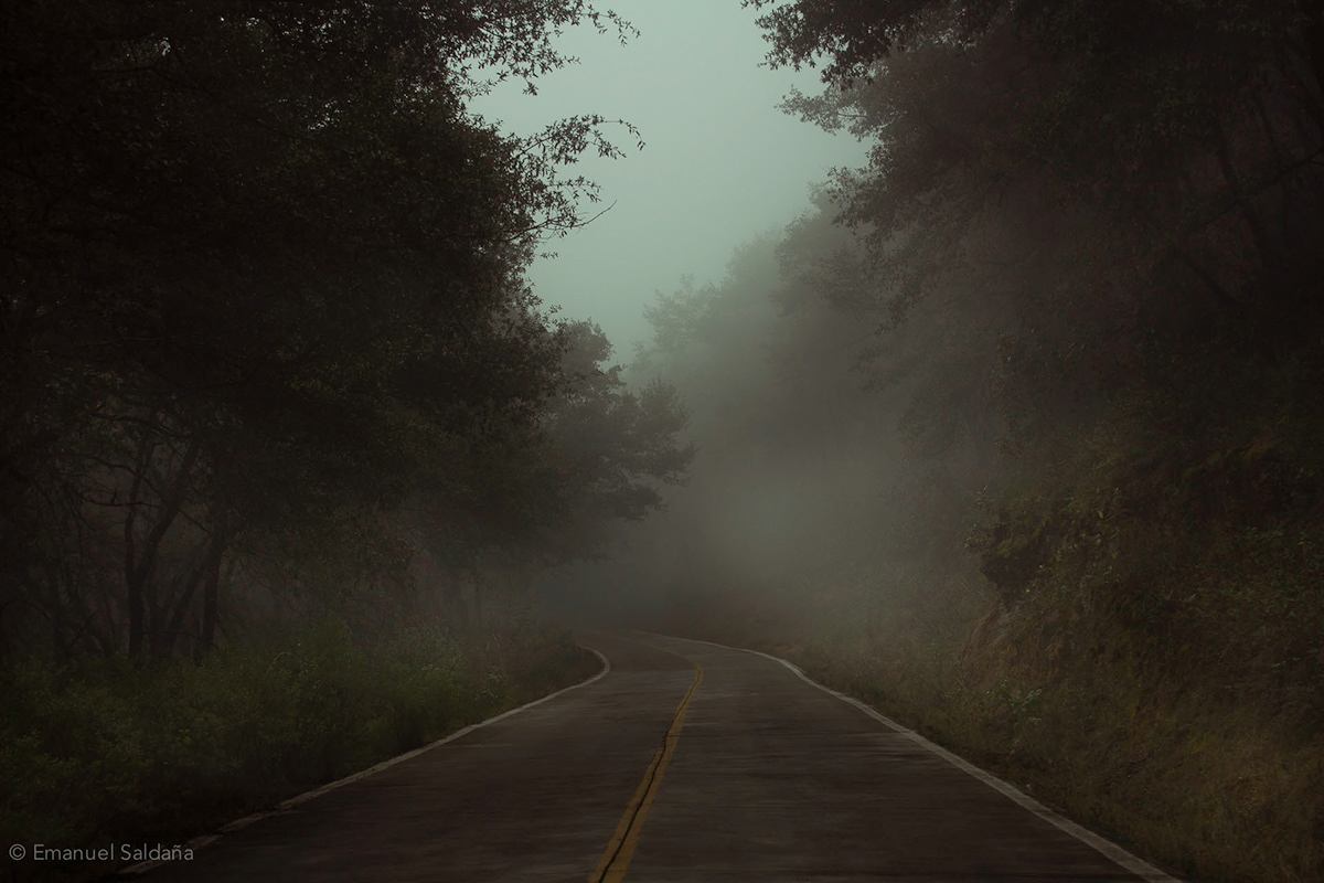 trees road trip mist
