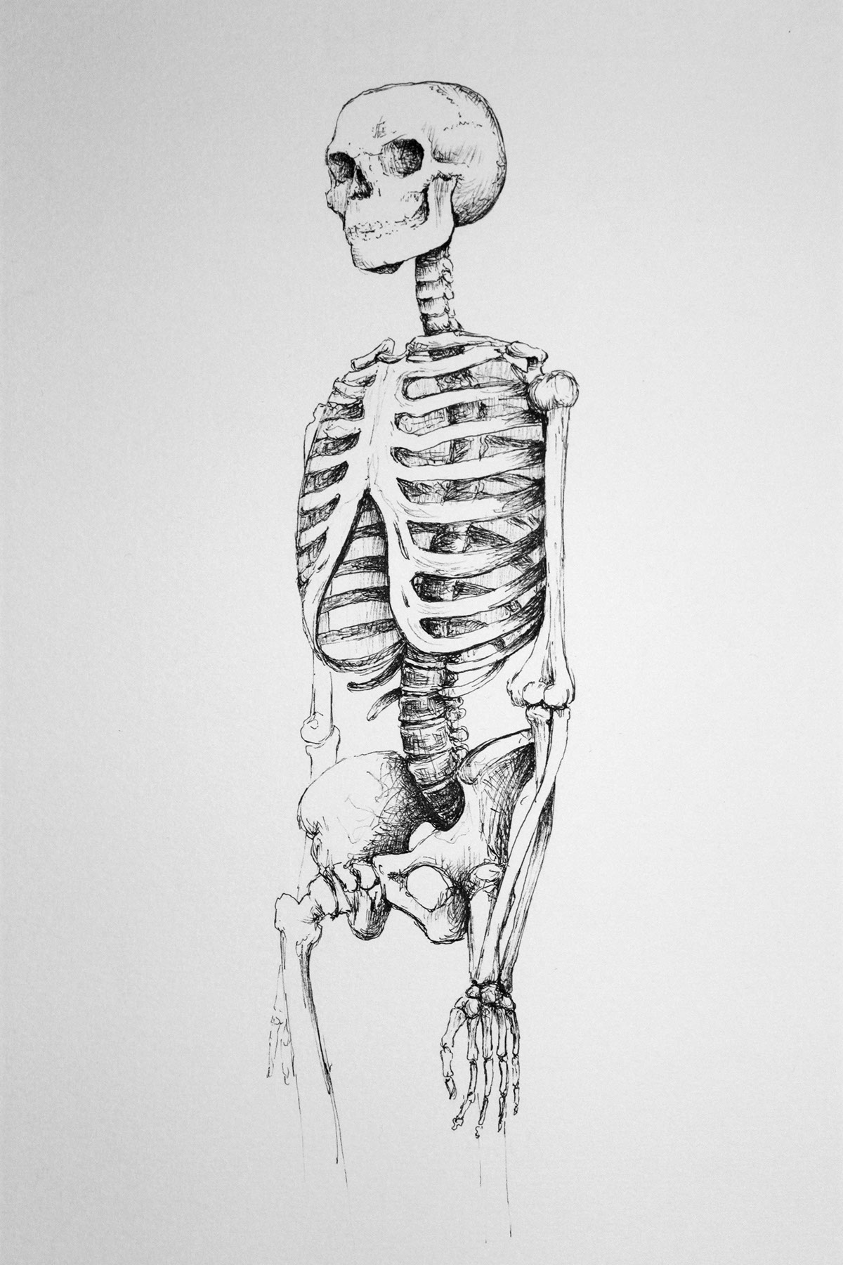 Jenna Barbe skeleton drawings Figure Drawing skull pen and ink