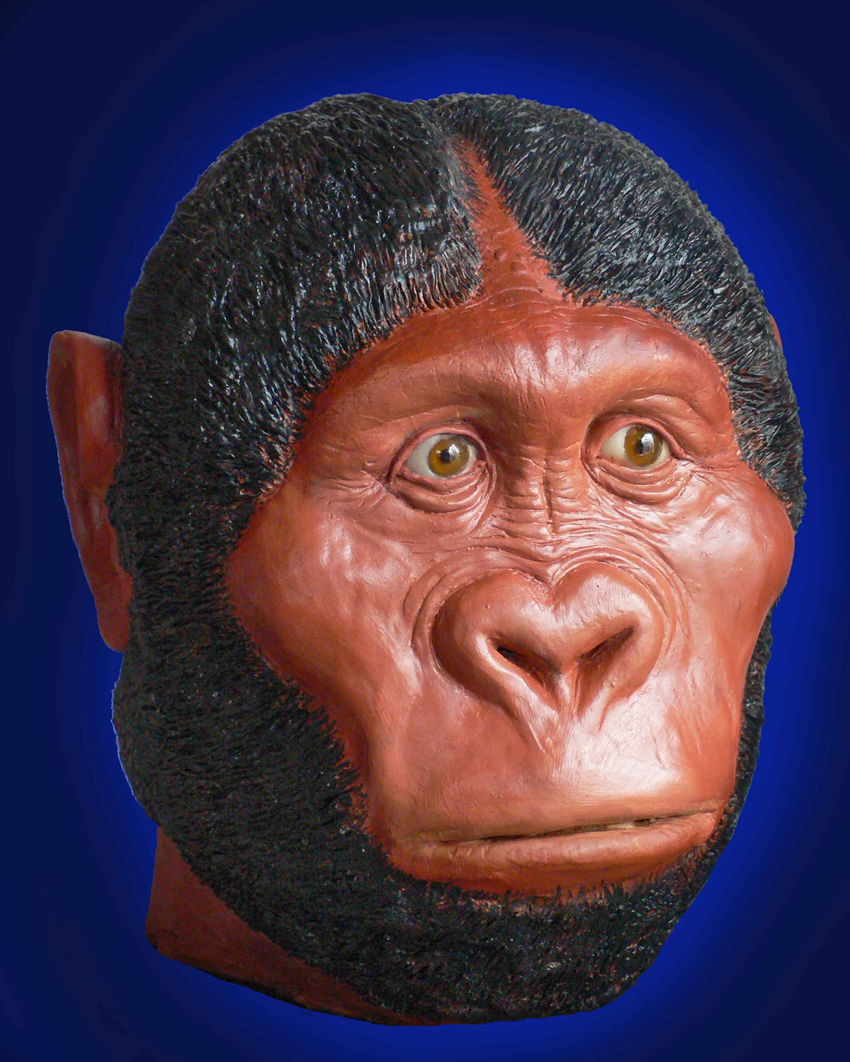 early man Hominid reconstructions Forensic Sculpture PaleoAnthropology