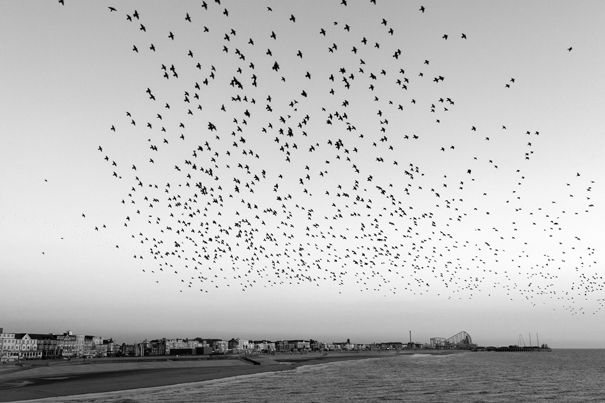 wildlife Nature birds monochrome Blackpool