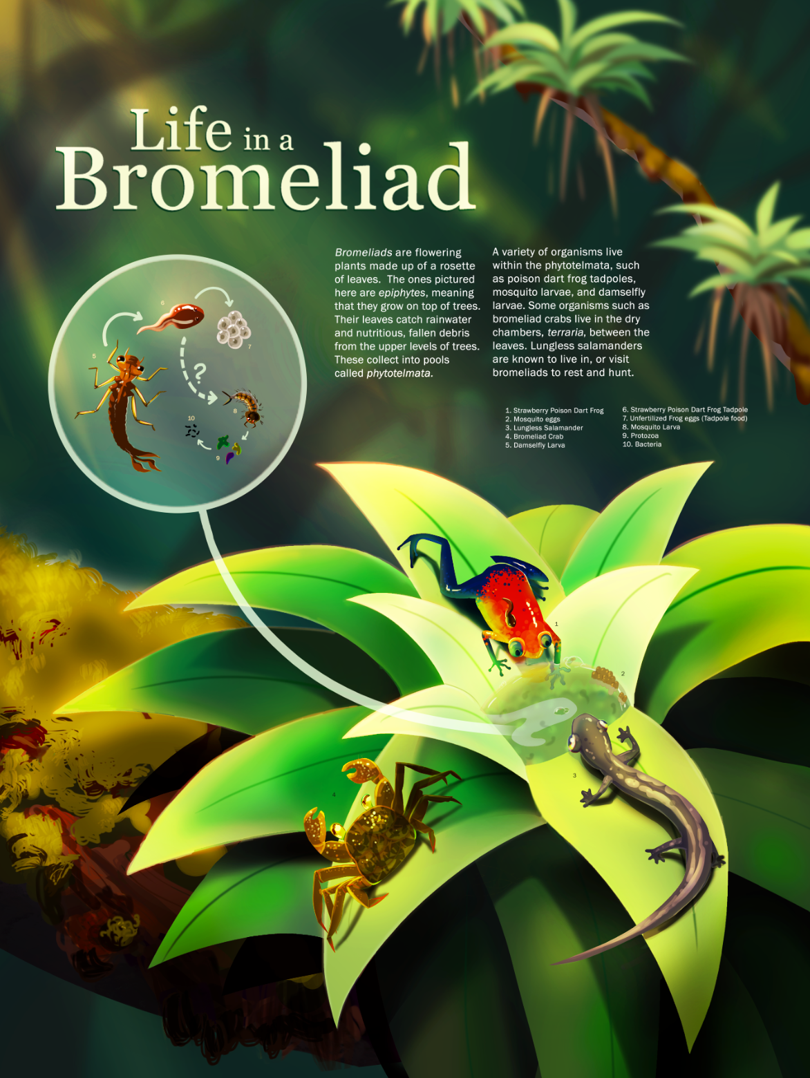 poster information poster information design educational poster rainforest wildlife Tropical forest frog plants