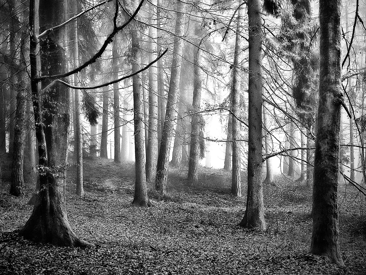 Nature forest trees light  rays mist fog black and white bw