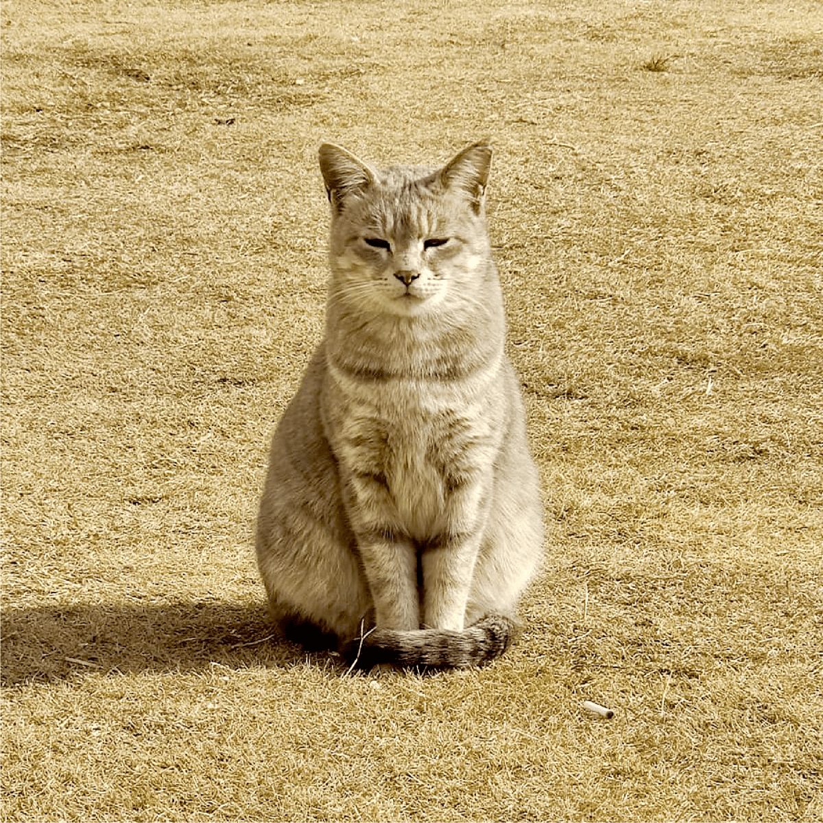 chill chubby grass Kashmir pointy ears poised pose sleepy cat tail wild cat