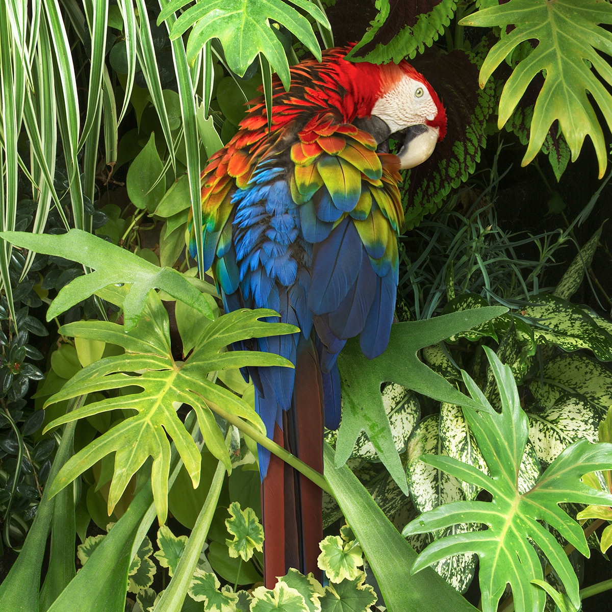 jungle parrots birds green plants conservation photomanipulation retouching  Nature Flowers