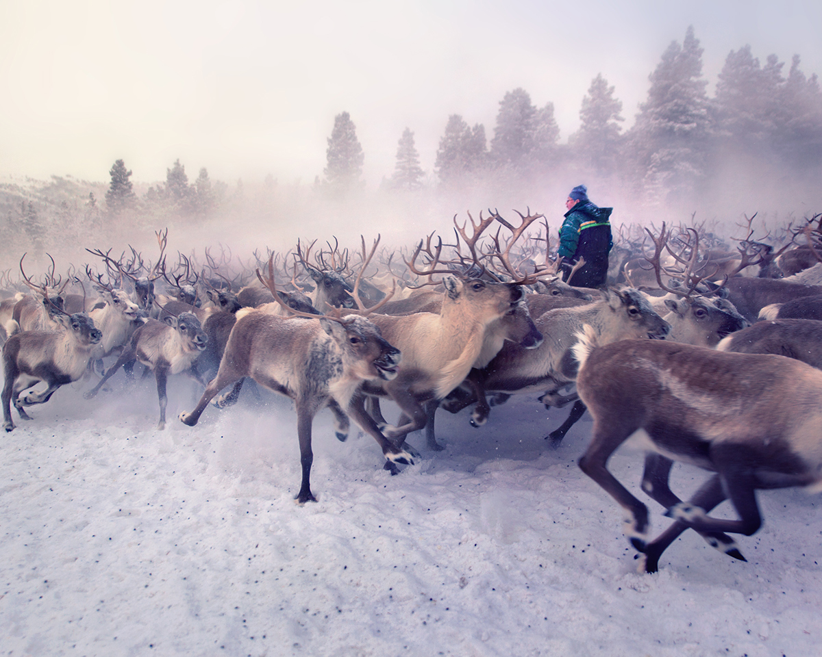 reindeer herding vågåmo norway portrait
