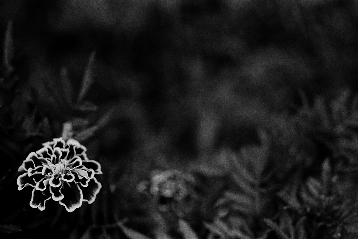 black and white flower analog monochrome b&w 35mm Nikon