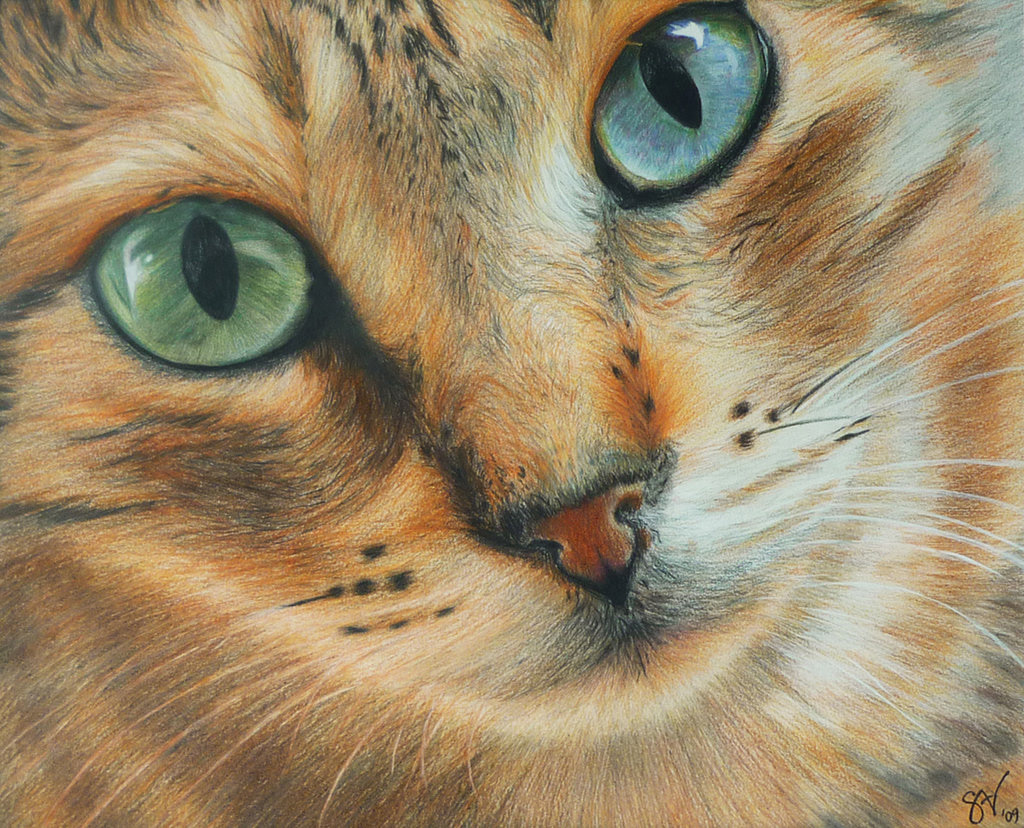 Cat colours brown pencils coloured pencils eyes Fur canvas